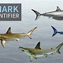 Shark.Co.Id